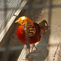 Зоопарк в парке Лога :: Татьяна Пальчикова