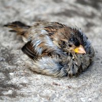 Воробей :: ирина 