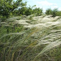 Ковыль. :: Виктор Ковыль. :: Виктор