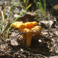 "Сладкая парочка" :: AleksSPb Лесниченко "Сладкая парочка" :: AleksSPb Лесниченко