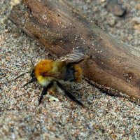 Спасенный шмель :: светлана льдокова