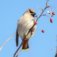 Свиристель :: Виктор Иванович Чернюк