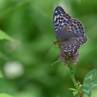 *** :: Дмитрий 