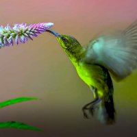 Колибри :: Aleksey Afonin