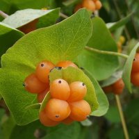 Жимолость каприфоль :: Freddy 97