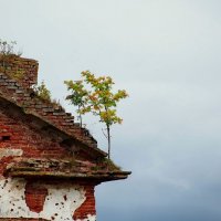 Тяга к жизни :: Олег Иванов