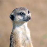 сурикат :: Михаил Бибичков