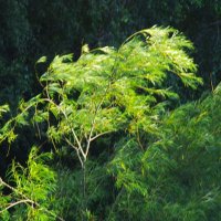 Улетающее лето... :: Юрий Куликов