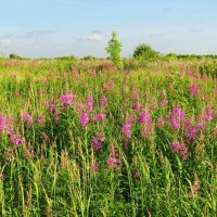 Поле с иван - чаем :: Андрей Снегерёв