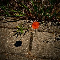 Летние этюды 62 :: Алексей Кузнецов