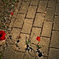 Летние этюды 65 :: Алексей Кузнецов