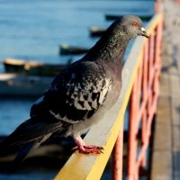 Наблюдатель :: Нэля Лысенко