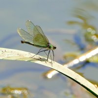 Сегодня на балу красоток  1 :: Александр Прокудин