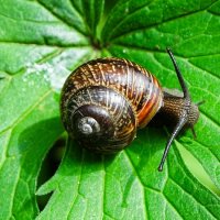 Из жизни улиток. :: Милешкин Владимир Алексеевич 