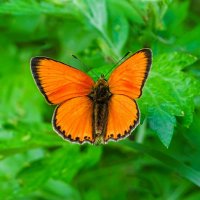 О бабочках (червонец огненный). :: Милешкин Владимир Алексеевич О бабочках (червонец огненный). :: Милешкин Владимир Алексеевич