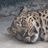 Дальневосточный леопард :: <<< Наташа >>>