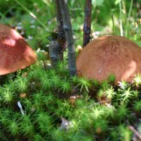 Июль...Грибное чудо! :: Владимир 