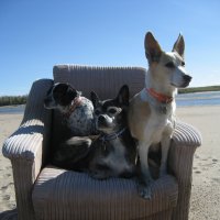 Нашли кресло ) :: Anna Ivanova