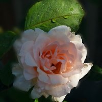 Утренний свет... :: tatyana 