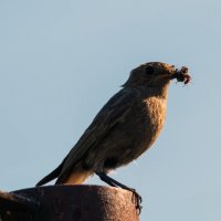 с вкусняшкой :: Виталий Емельянов