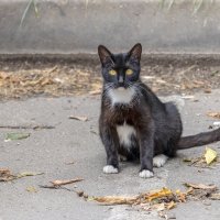 Позирует :: Валерий Иванович