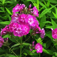 Вот и флоксы зацвели :: Людмила Смородинская