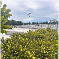 Лето. Лапчатка. :: Валерия Комова