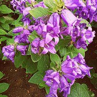 Цветы. :: Владимир Драгунский