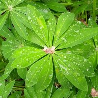 лесное :: Елена Шаламова