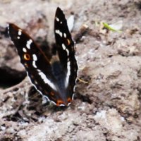 Ах, июнь ! :: Елена Шаламова