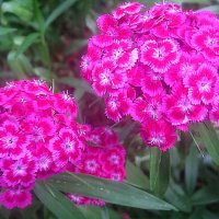 Гвоздика :: Елена Семигина