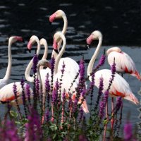 фламинго :: Михаил Бибичков фламинго :: Михаил Бибичков