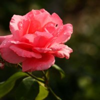 Утро розы :: Юрий. Шмаков