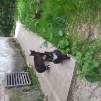 бездомные требуют кормёжки... :: Галина Флора бездомные требуют кормёжки... :: Галина Флора