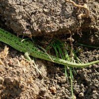 О фауне наших мест... :: Андрей Заломленков