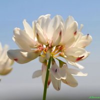 На лугах июля... :: Андрей Заломленков