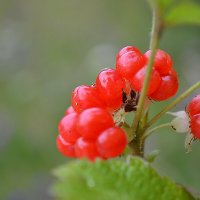 костяника :: Ольга 