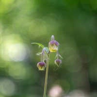 ___ :: Yuriy V ___ :: Yuriy V