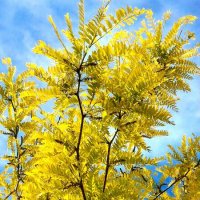 Золото :: Натали 