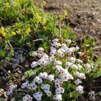 АЛЬПИЙСКИЕ ЛУГА ПЛАТО ЛАГОНАКИ :: Tata Wolf