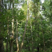 В лесной прохладе... :: Freddy 97