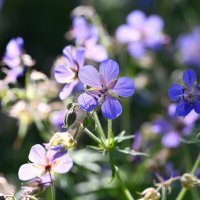 Герань луговая :: Ольга 