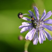 Летняя жизнь :: Ольга 