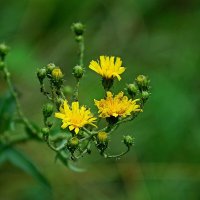 *** :: Леонид leo *** :: Леонид leo