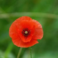 *** :: Леонид leo