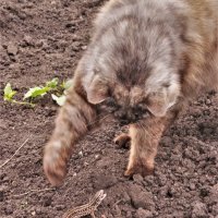 Поединок. :: Венера Чуйкова Поединок. :: Венера Чуйкова