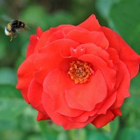 На подлёте :: Светлана 