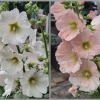 Мальва повсюду цветёт :: Татьяна Машошина