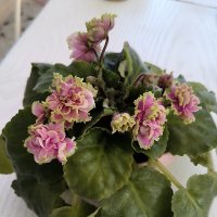 Мои фиалочки. :: Ольга 