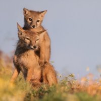 Ушастый балласт :: Влад Соколовский